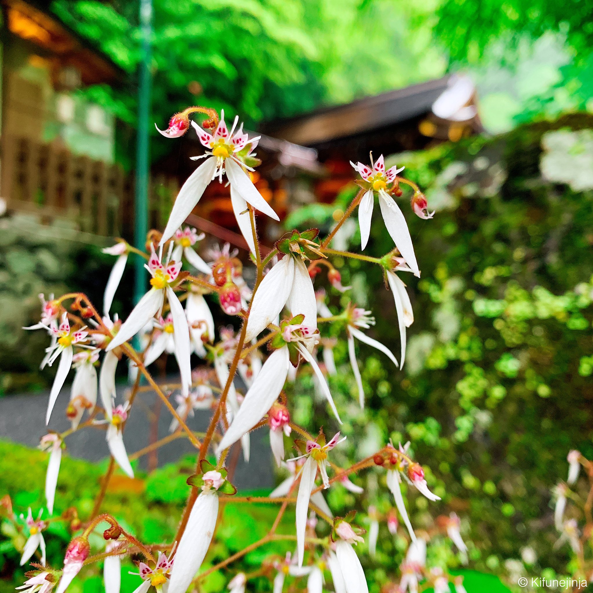 貴船神社 厳しい雪の下でも 激しい雨の日でも 荒ぶる嵐の日でも 必ずハレの日が来ると信じて耐え やがて華麗に踊るように咲く風流 その花の名は ユキノシタ 花言葉は 深い愛情 氣生根 きふね 貴船神社 ユキノシタ 貴船神社の初夏 T Co