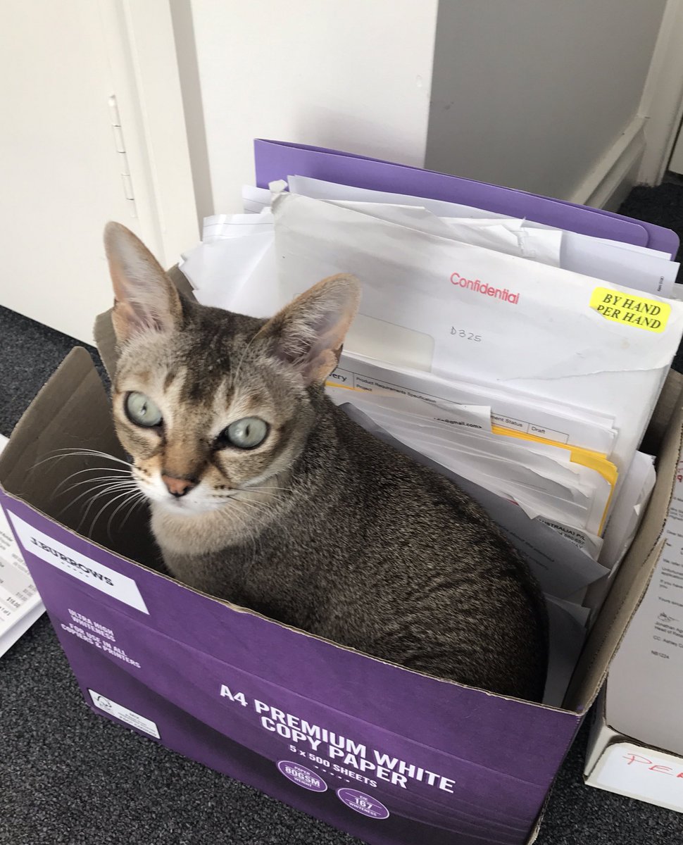 KittyHamish's tweet photo. I want to help with the filing and tidy Mum. 

See I can help ! Just call me your Inside-the-box Man ! 😹😹😹 https://t.co/loijjFLKVJ