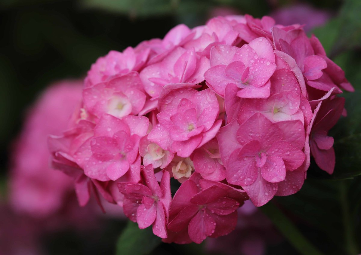 片柳弘史 見頃を迎えた 教会の花壇のアジサイたち ダンスパーティー や 墨田の花火 シティーライン おたふく など どれも個性的な美しさです O