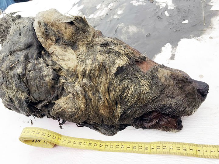 siberian_times's tweet photo. Still snarling after 40,000 years, a giant Pleistocene wolf discovered in Yakutia.
Sensational find of head of the beast with its brain intact, preserved since prehistoric times in permafrost.
https://t.co/w4FoRB16Ur https://t.co/8QbthEfay1
