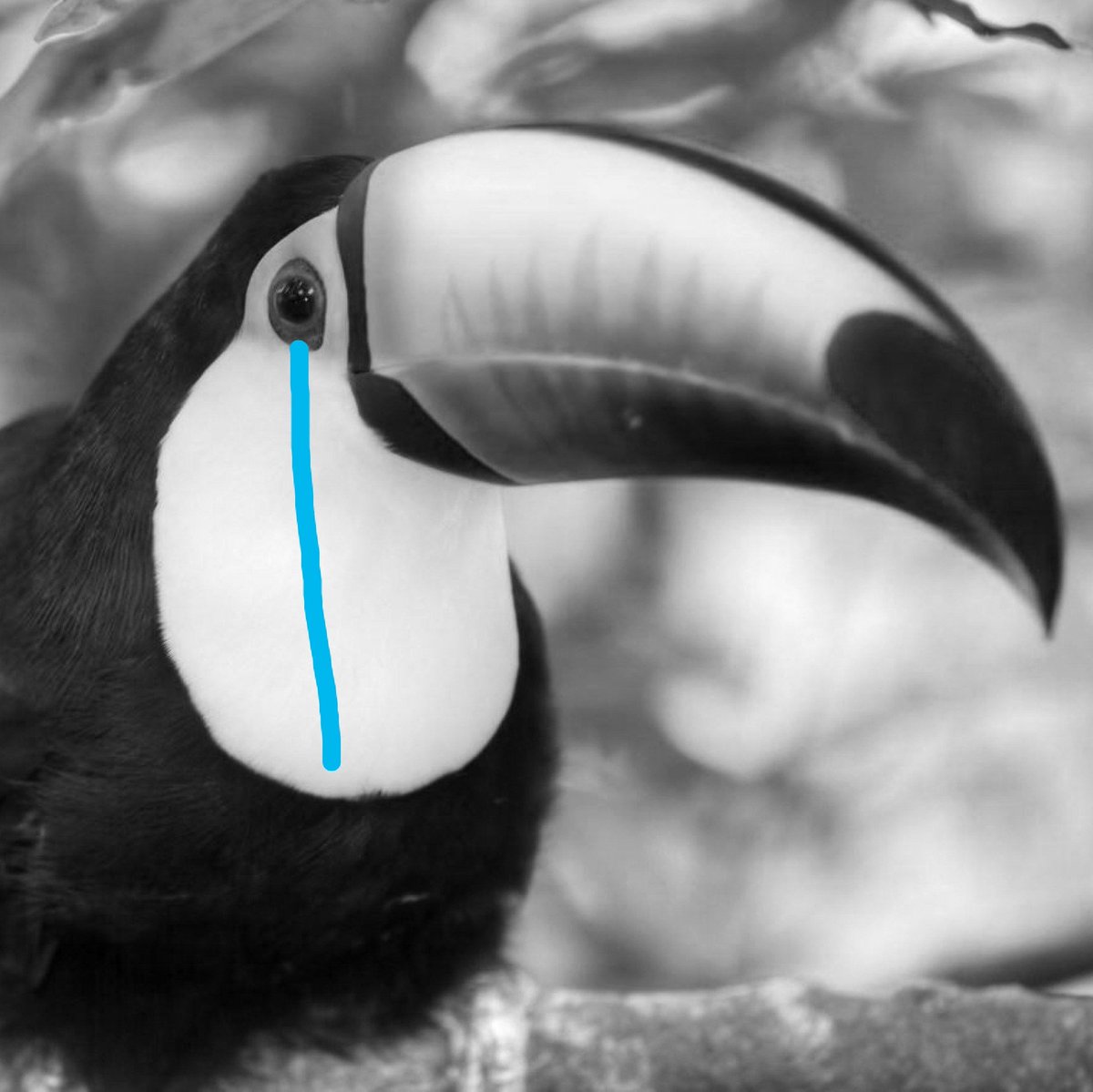 Después del resultado obtenido el día de hoy la directiva ha decidido prescindir de los servicios de <a href="/TucansitoAlv/">Tucansito</a>. Hoy te toca emprender un vuelo distinto al nuestro pero de verdad te deseamos el mejor de los éxitos
#NGPorSiempre