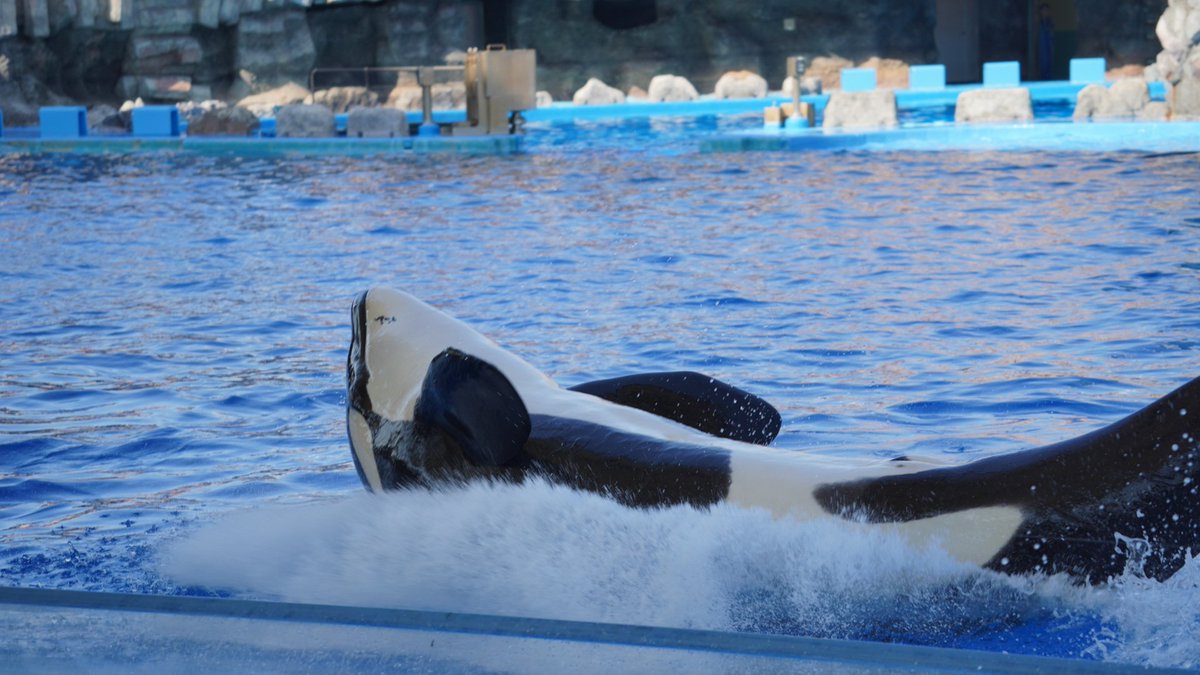 もっち くらえ人間 シャチ リン 名古屋港水族館