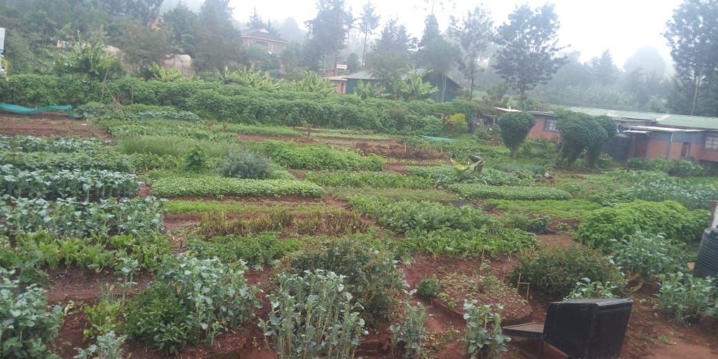 Thrive4Good's tweet image. #ShoutoutSaturday to our Garden Managers who spend many hours working on all of our beds at the Kitale Training Center. Check out the new seed starting area!

#thriving #growinghealth #green
