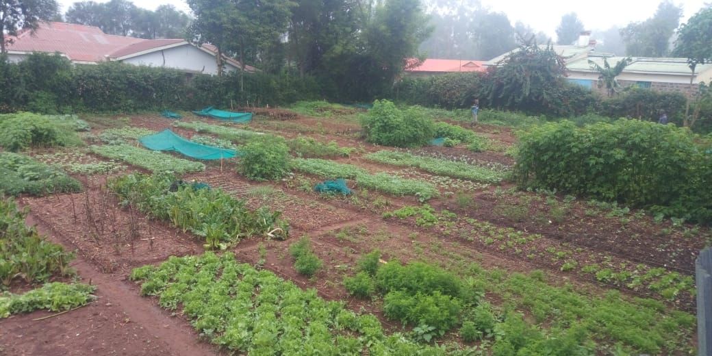 Thrive4Good's tweet image. #ShoutoutSaturday to our Garden Managers who spend many hours working on all of our beds at the Kitale Training Center. Check out the new seed starting area!

#thriving #growinghealth #green