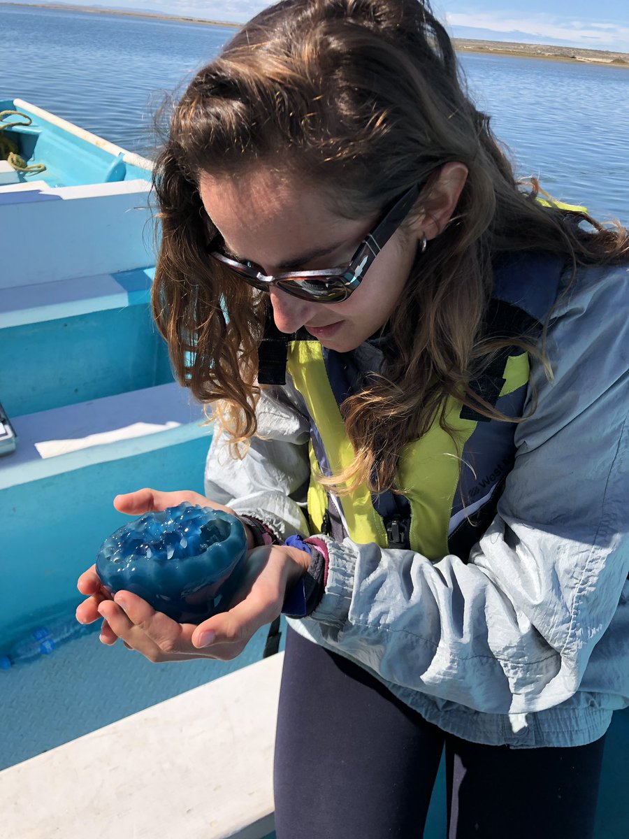 <a href="/YoPorLosOceanos/">#YoPorLosOcéanos</a> Medusa Bala de Cañón, puede ser alimento de las tortugas marinas, por ello es importante no tirar plásticos al mar, tienen una apariencia similar a algunas bolsas.