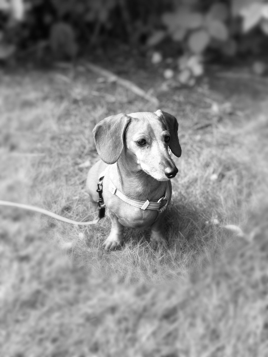 MastersRoth's tweet image. Mags and I taking in the sunshine. BEAUTIFUL DAY!

#sunshine #doxie #dachshundsofinstagram #outside #photographyiphone