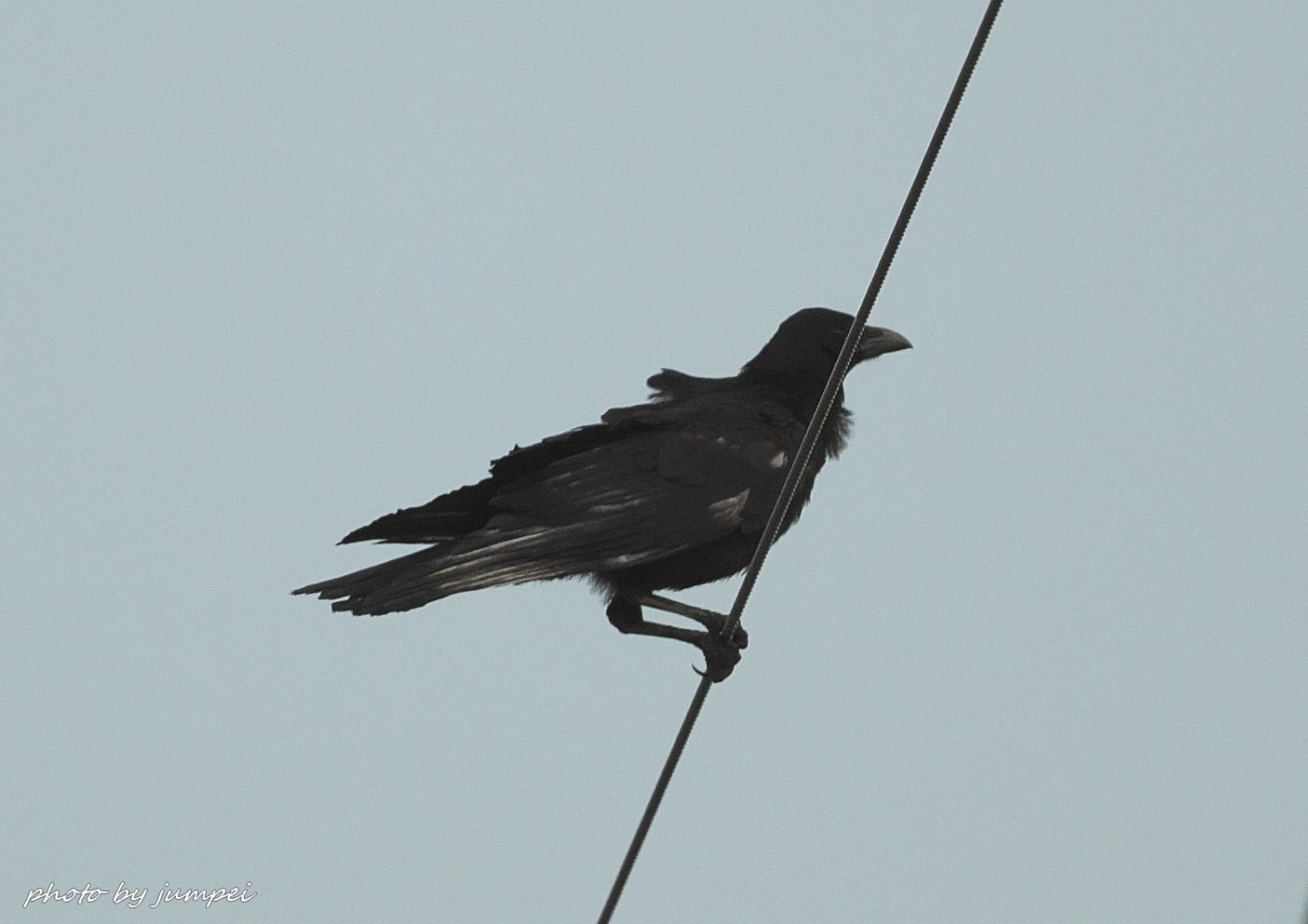 ｼﾞｭﾝﾊﾟｲ なんか羽が白いカラス 見た目変わってるからか 周りのカラスにちょっといじめられてた T Co Tpas5omdlu Twitter