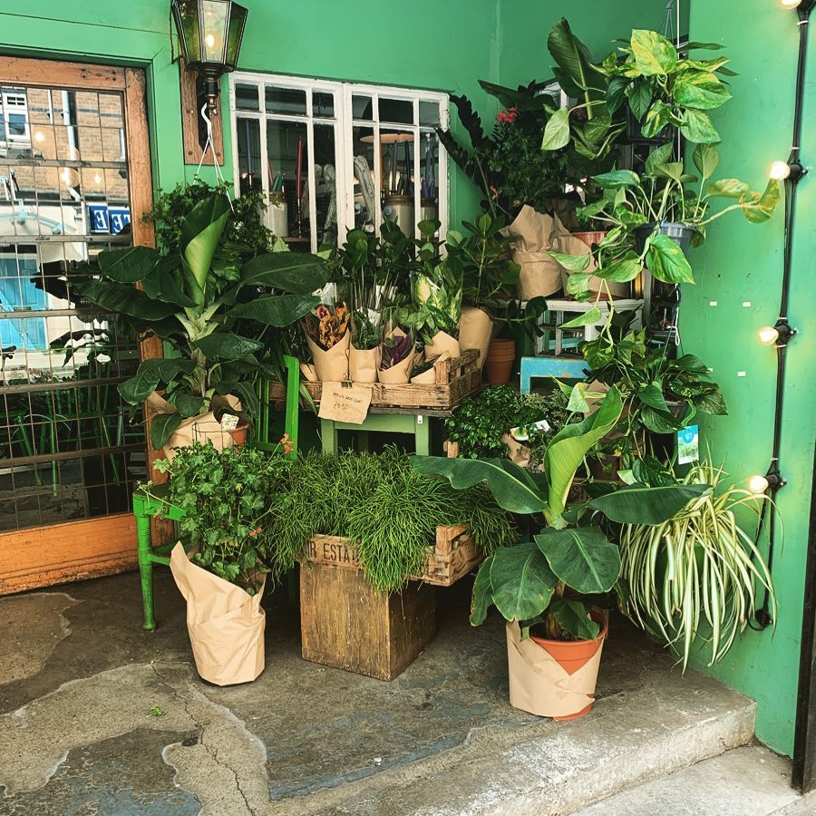 Our very own Urban Jungle! #london #londonjungle #plantlife #greenery #indoorplants #pitfield