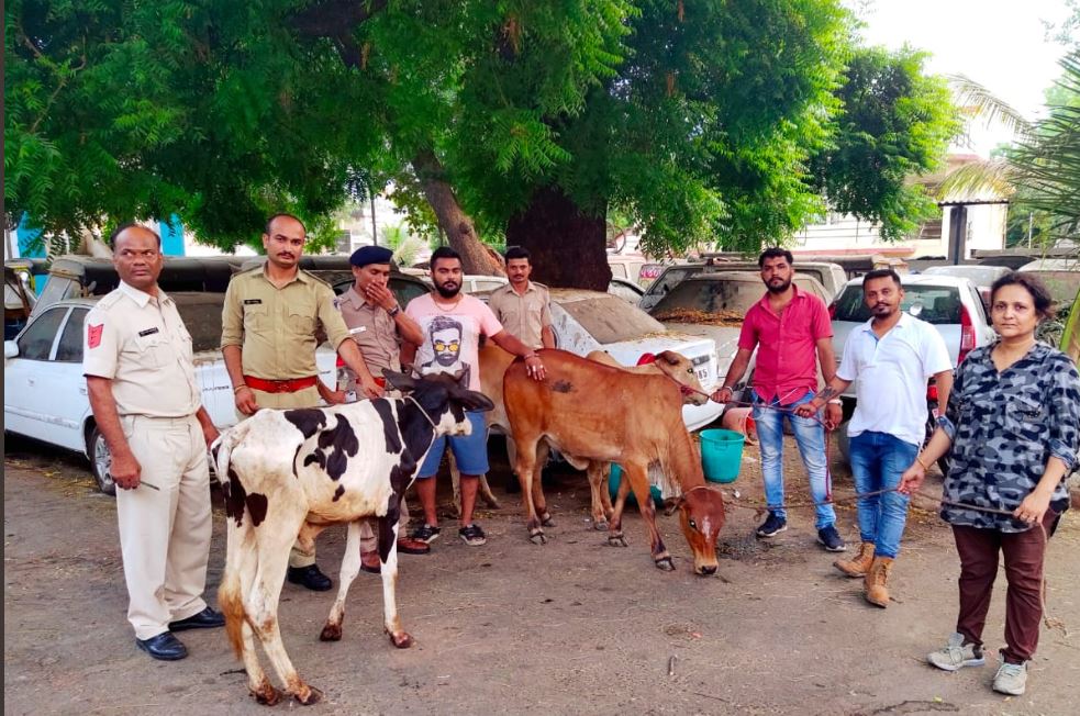 In most cases, cow protectors confront anyone who is trying to steal animals or transporting cattle suspiciously. They do not look for a particular religion while doing so.Mostly gau-rakshaks act as 'police informers' & hand over the culprits to police if catch them.