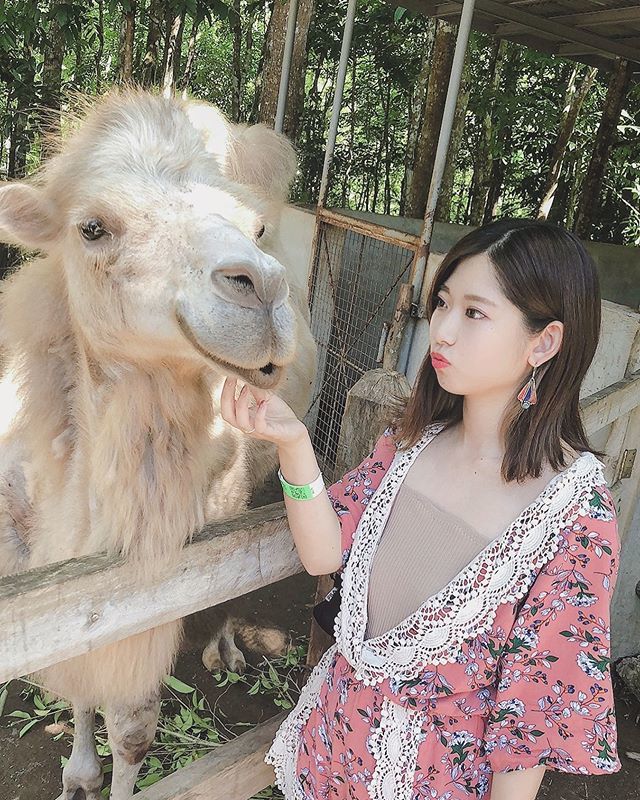 FL_1221's tweet photo. imitation #🐫 https://t.co/0z7d8pYuTu https://t.co/WsTmYJ29Ol