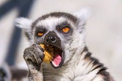 ddapoo's tweet image. Are you still jobless?
Add all these to your resume and thank me later.

-Can speak with animals
-Joined the first and second world war and get killed 5 times at least
-Scored 2 goals in world cup finals
-Participated in building egyptian pyramids and wall of china