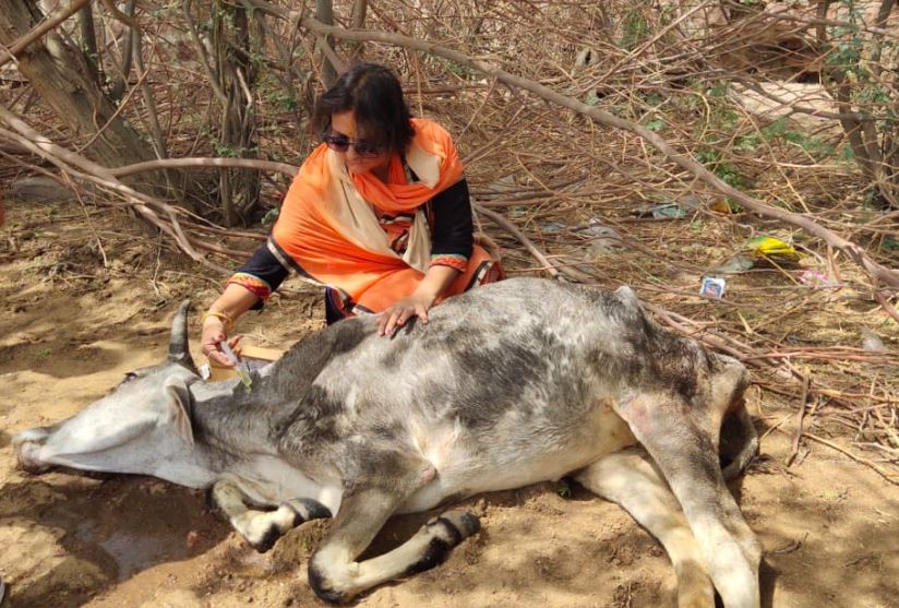 Go-rakshaks are ordinary, innocent Hindus who,- risk their lives to save cows- upholds dharma by sacrificing personal comfortsThey need your support not indifferenceIf we don't stand with them today, the day will not be far away when our future gen will host beef parties.