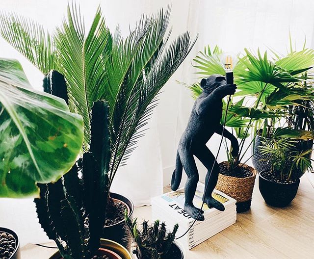 SELETTIworld's tweet photo. For your daily jungle 🌿🐵 #seletti #marcantonio #monkeylamp via @theblackandgoldhouse https://t.co/I5Z3Xtk7a4 https://t.co/isrjhuemSG