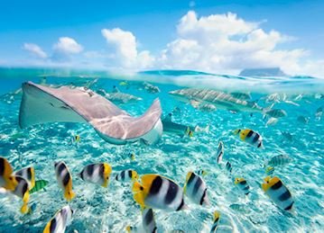 windugservice's tweet photo. If you want to see that ocean's creature. Save water to see the Ocean. @windugservice 
#WorldOceansDay #WorldOceanDay #SaturdayMotivation #WorldCup2019 https://t.co/zyOWPdEm8a