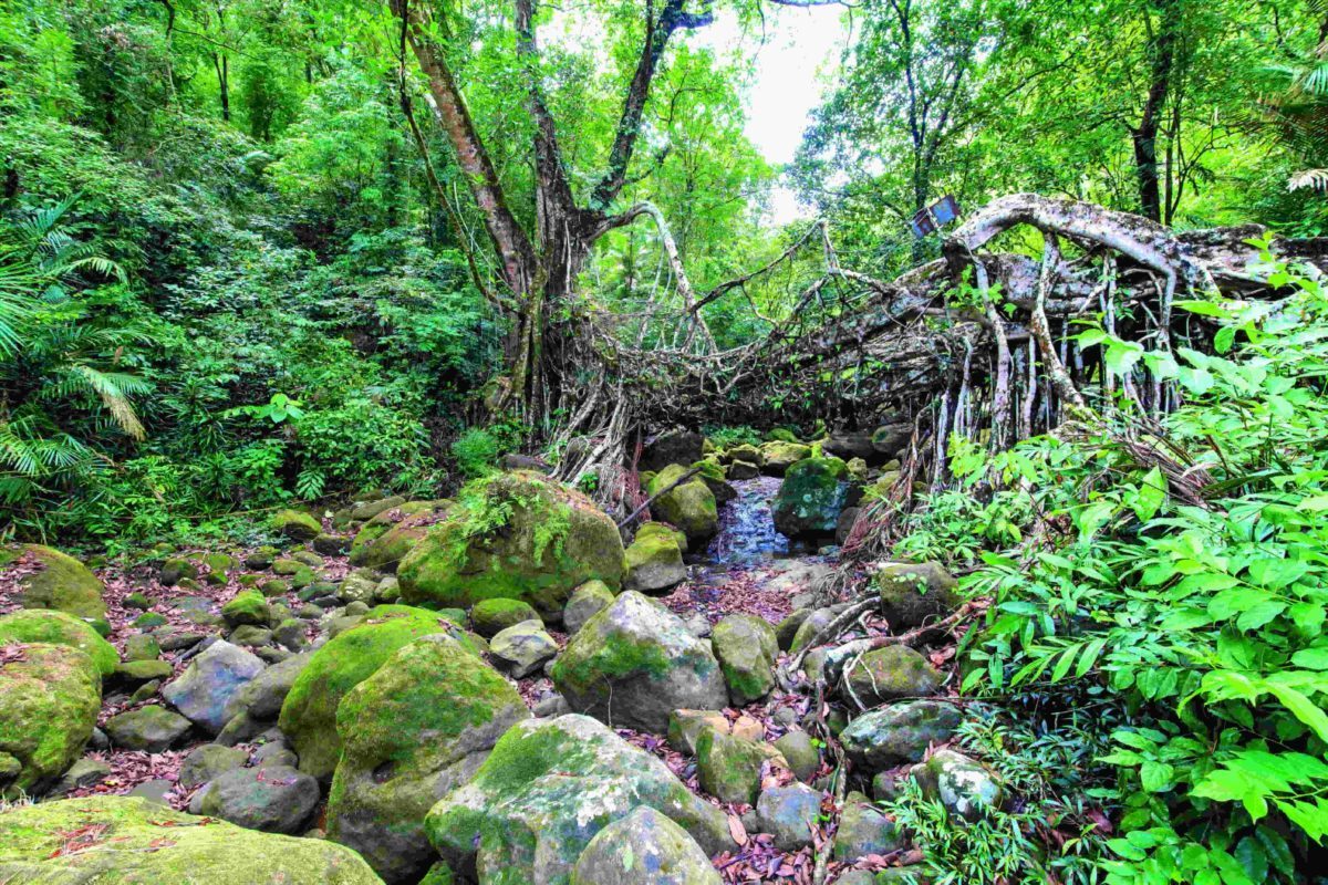 SaevusWildlife's tweet photo. Shivakumar L brings to you the tales of nature’s marvellous engineering from the land of the Khasi and Garo — the root bridges of Meghalaya.
Read more- https://t.co/DaaGenCrEW
#DoubleDeckerRootBridge #highlevelengineering #Meghalaya #Monsoon #RootBridge #Shillong #northeastindia https://t.co/pUzn1200a1
