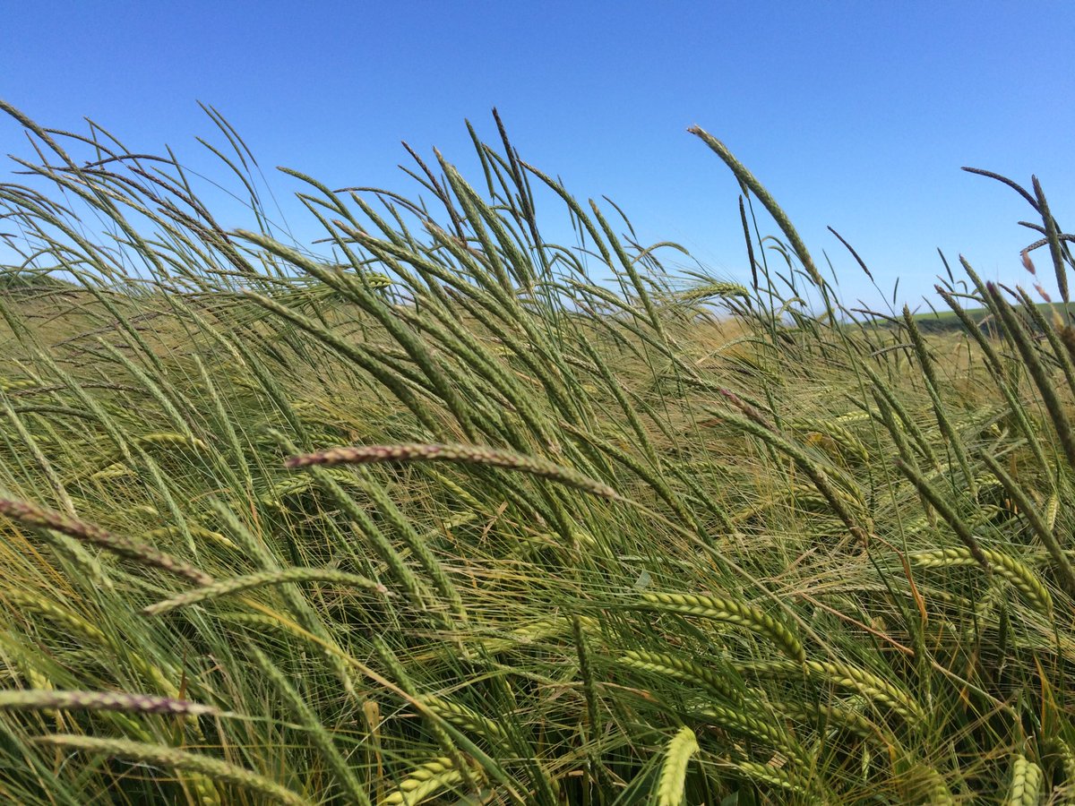 Blackgrass appearing in fields with no previous incidence again this year. Adopt a zero tolerance approach. Rouge if possible or else glyphosate. Seek professional advice to implement an IPM plan. Solution is not in the spray store. #blackgrass #IPM