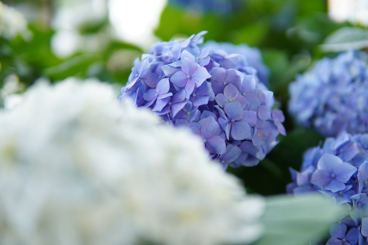 ちょっとお散歩。
綺麗なブルーの紫陽花🥰
#写真好きな人と繋がりたい
#カメラ好きな人と繋がりたい
#写真撮ってる人と繋がりたい
#写真で伝えたい私の世界
#写真で奏でる私の世界
#キリトリセカイ
#α6400
#紫陽花
#はなまっぷ
#ボケフォトファン
#玉ボケ 
#梅雨
