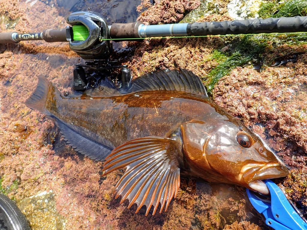 Karataka 図鑑 北海道の蝶 好評発売中 室蘭の磯アブ復活のお知らせ 本日のシャローの海水温16 ソイ達は元気いっぱい アブは まだ渋めだけど反応あって楽しい ワームをバグアンツ2までパワーダウンしてようやく Tulala コローナ106 Corona106