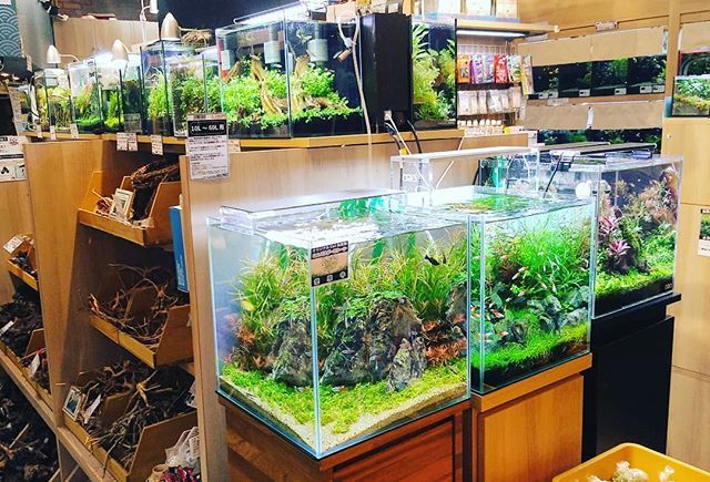 熱帯魚店 アクアフォレスト در توییتر ソラマチ店 店頭の水槽も色々変えてます トコトン小型水槽推しです アクアフォレスト アクア フォレストソラマチ店 アクアリウム 水槽 水槽レイアウト 水草レイアウト 熱帯魚 熱帯魚水槽 水草水槽 水草 水槽のある 熱帯魚店 アクアフォレスト در توییتر ソラマチ店 店頭の水槽も色々変えてます トコトン小型水槽推しです アクアフォレスト アクア フォレストソラマチ店 アクアリウム 水槽 水槽レイアウト 水草レイアウト 熱帯魚 熱帯魚水槽 水草水槽 水草 水槽のある