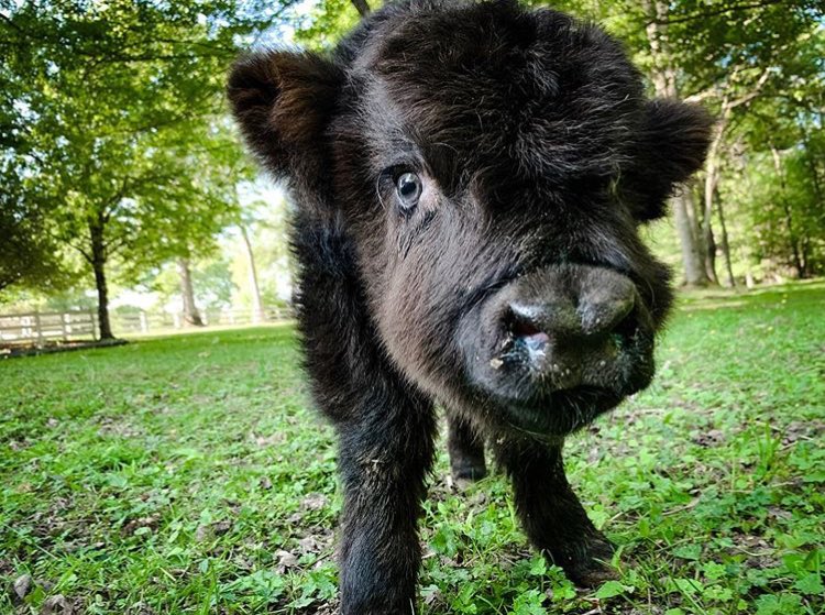CowoftheDay1's tweet photo. 8th June 2019
Jellybean 
📷: instagram/poorecofarms https://t.co/2HzgaznSIl