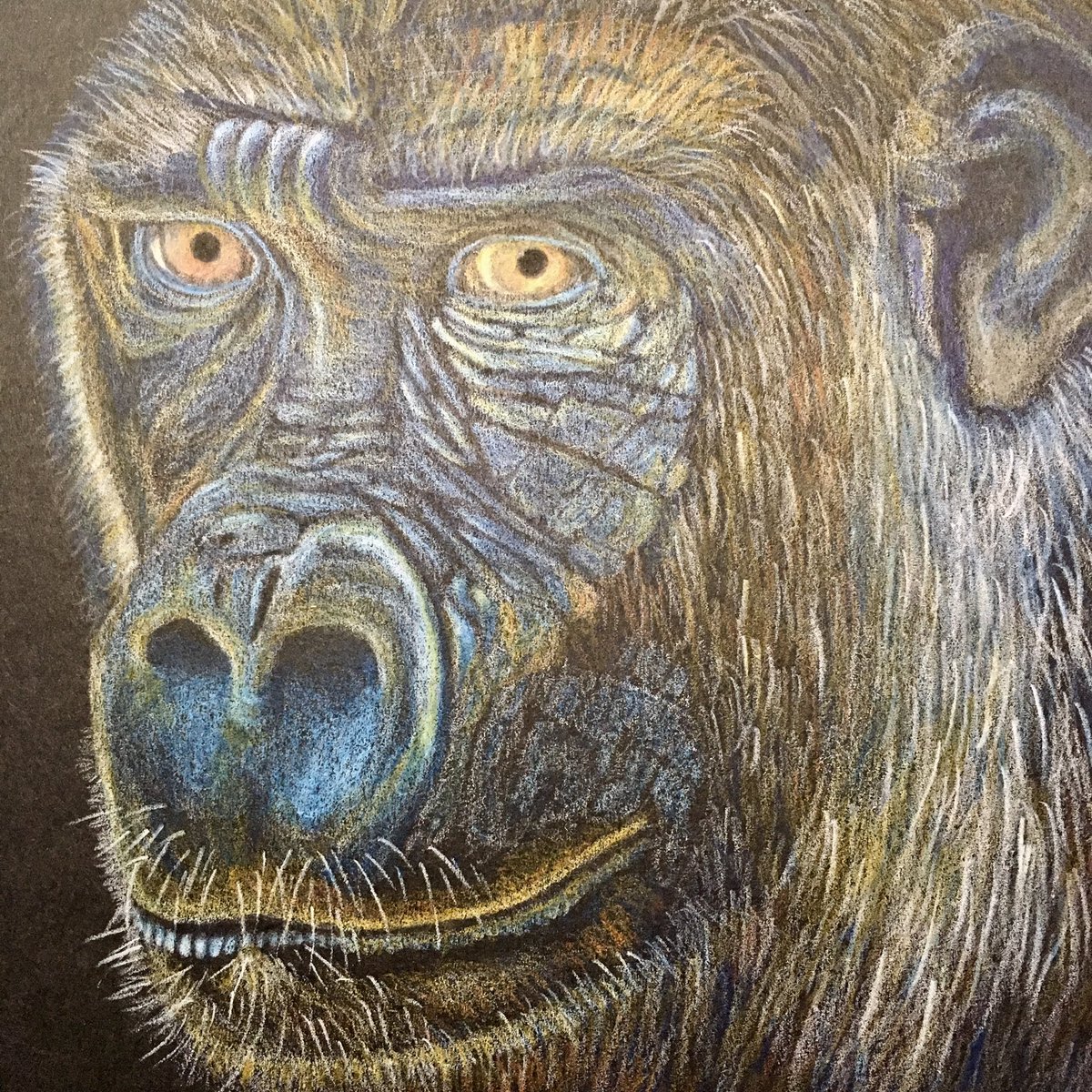 Close up of my artwork with more progress! #artistsontwitter #prismacolor #gorillaart #artofanimals #artists #ArtistOnTwitter #artforsale #artfestival