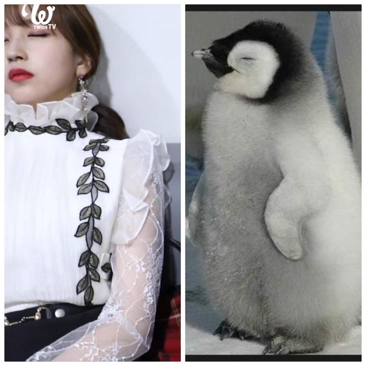twice_Nayeon612's tweet photo. そのまんま‼︎😂
可愛すぎますって(笑) https://t.co/UATGZSSZHL