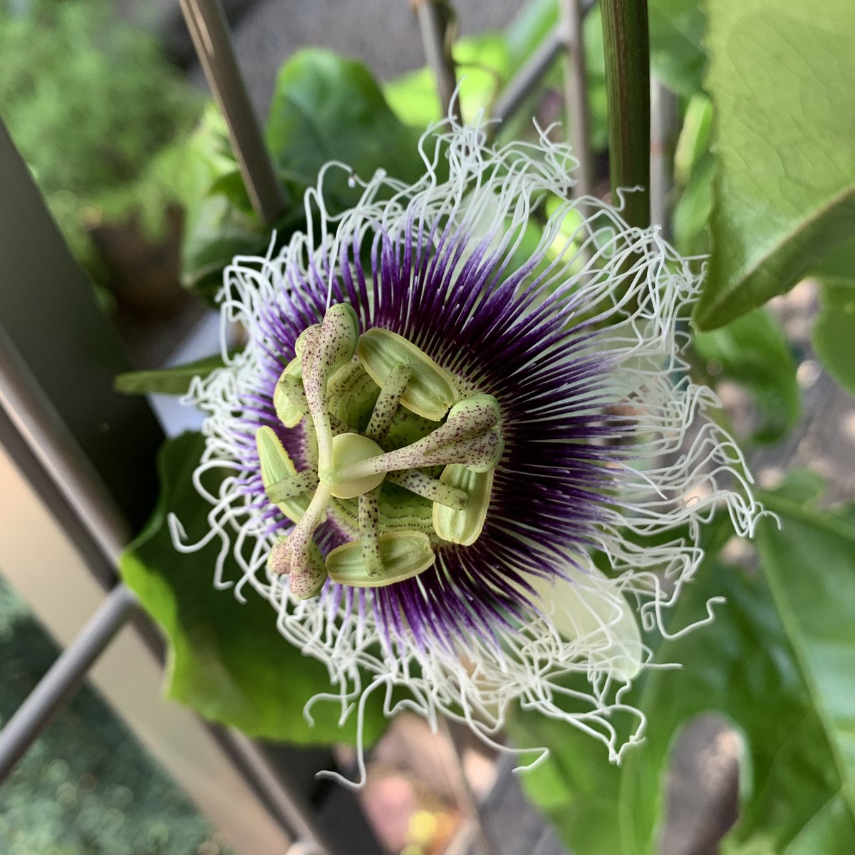 パッションフルーツの花