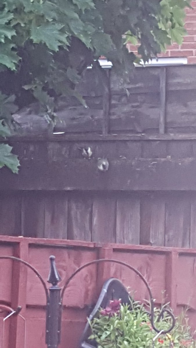 sylv71's tweet photo. @BBCSpringwatch had some bluetit fledges in the garden this morning.. mummy feeding them from my garden feeder 😊😊 https://t.co/A9jb5V033X