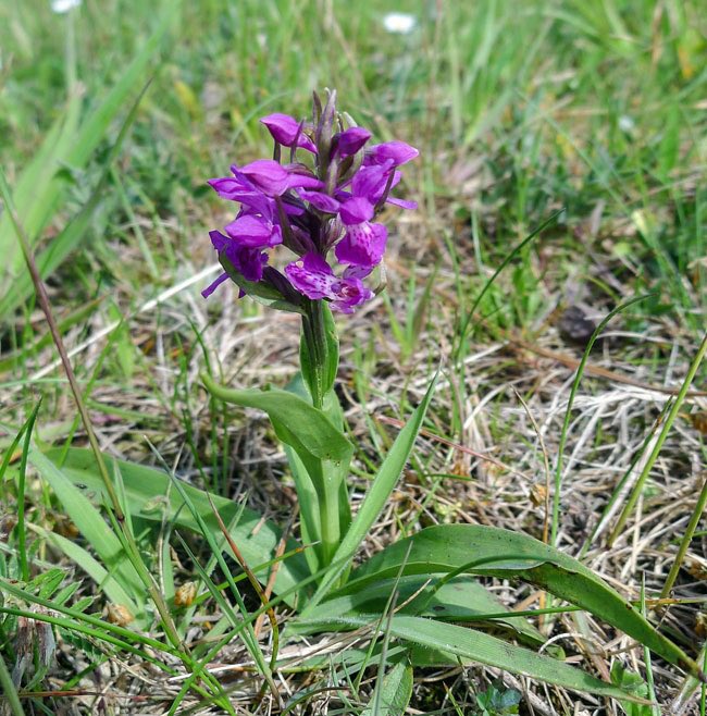 near Torness: Bee Orchid, Large Speedwell, Red Valerian and Northern Marsh Orchid (thanks to James Ellison for his guidance)