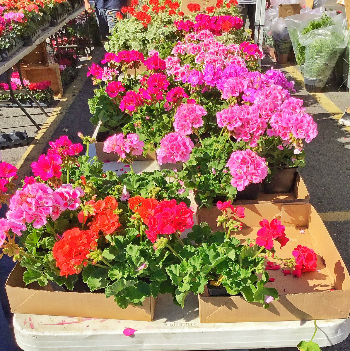 CNYRMA's tweet photo. This weekend is perfect for gardening! Todayโs farmers market has everything you need to make the perfect garden! Open till 2pm! #cnyregionalmarket #farmersmarket #sunshine #saturday #gardening #finallyfeelslikesummer #syracuse #allshedsopen #growerseason https://t.co/prVzSZRvm2