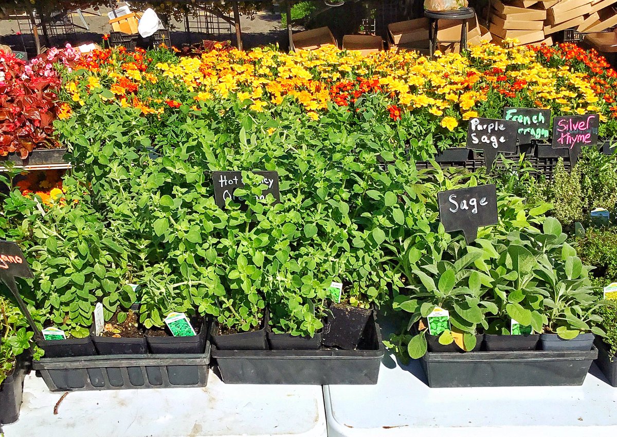 CNYRMA's tweet photo. This weekend is perfect for gardening! Todayโs farmers market has everything you need to make the perfect garden! Open till 2pm! #cnyregionalmarket #farmersmarket #sunshine #saturday #gardening #finallyfeelslikesummer #syracuse #allshedsopen #growerseason https://t.co/prVzSZRvm2