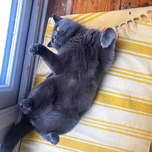 lundyBSH's tweet photo. Rub my belly... I dare you 😈😈 .
.
#cheeky #naughty #cute #fluffy #softbelly #fluffball #meowmeow #saturdayvibes #chilling #lazyday #petstagram #catobsessed #cats_of_instagram #instacat #britishblue #britishorthair #catlife #cutecat #petsofinstagram https://t.co/mh8BXkMUnz https://t.co/FmMOoA9qpr