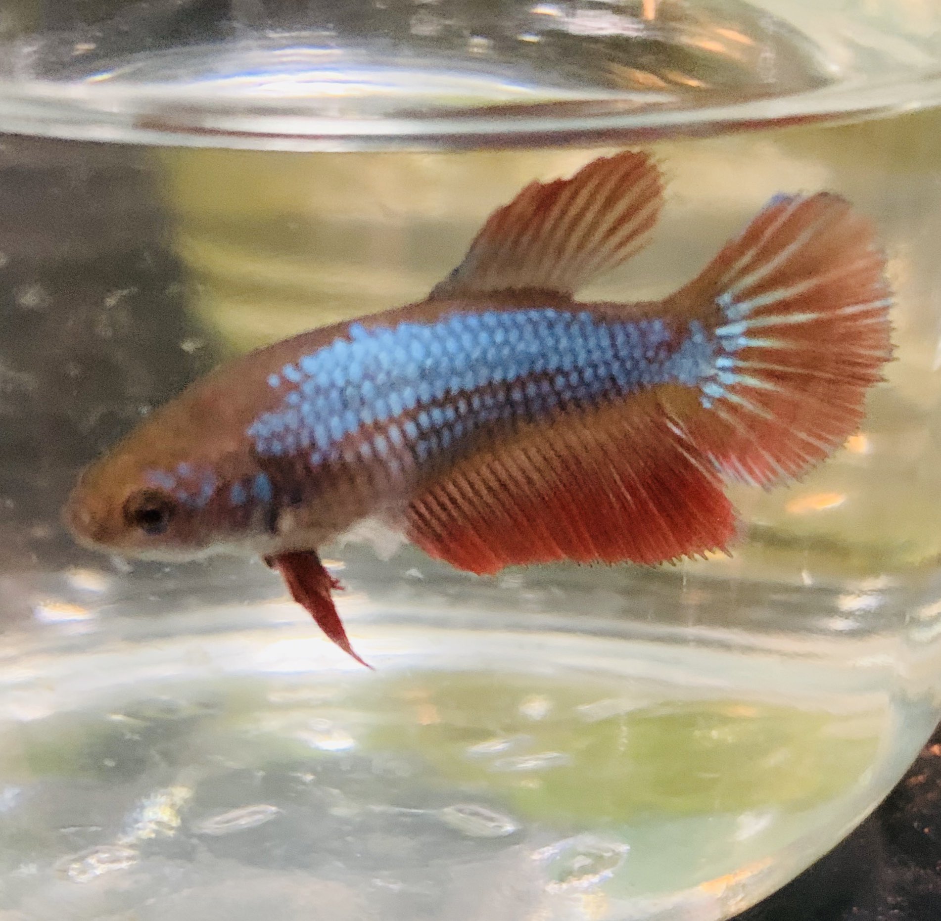 中村観魚園 ベタ メス オスの派手な特徴のため 脇役 になりがちですが 控えめな感じの イイ熱帯魚です ダブルテール クラウンテール ハーフムーン ベタ ベタメス 熱帯魚 T Co Wlnsub8bwb Twitter