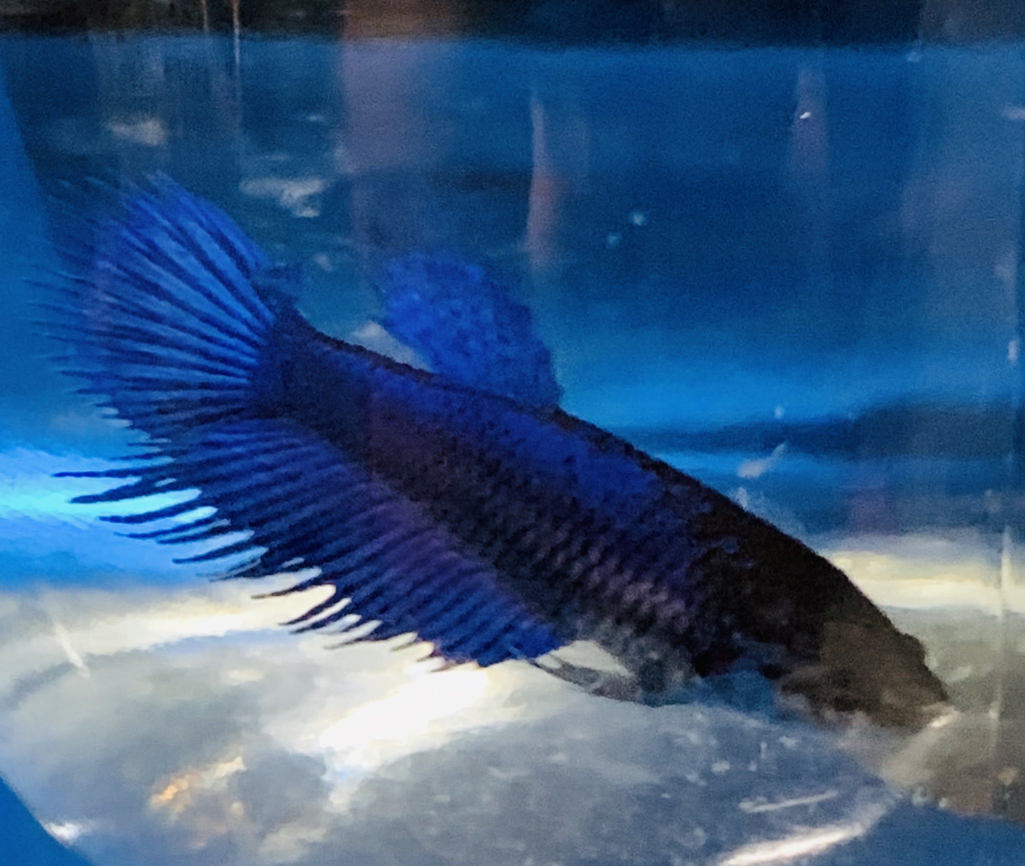 中村観魚園 ベタ メス オスの派手な特徴のため 脇役 になりがちですが 控えめな感じの イイ熱帯魚です ダブルテール クラウンテール ハーフムーン ベタ ベタメス 熱帯魚 T Co Wlnsub8bwb Twitter