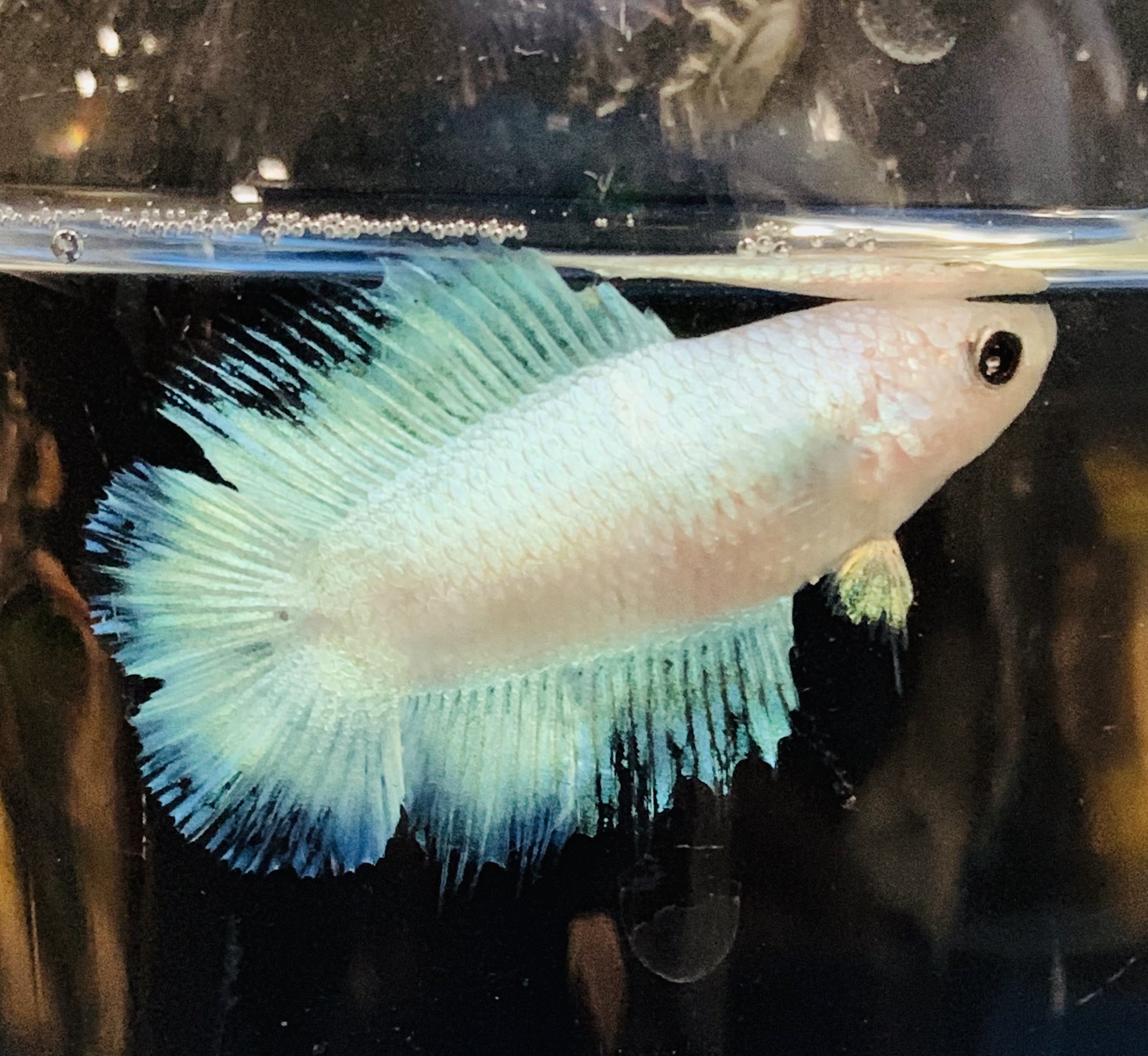 中村観魚園 ベタ メス オスの派手な特徴のため 脇役 になりがちですが 控えめな感じの イイ熱帯魚です ダブルテール クラウンテール ハーフムーン ベタ ベタメス 熱帯魚 T Co Wlnsub8bwb Twitter