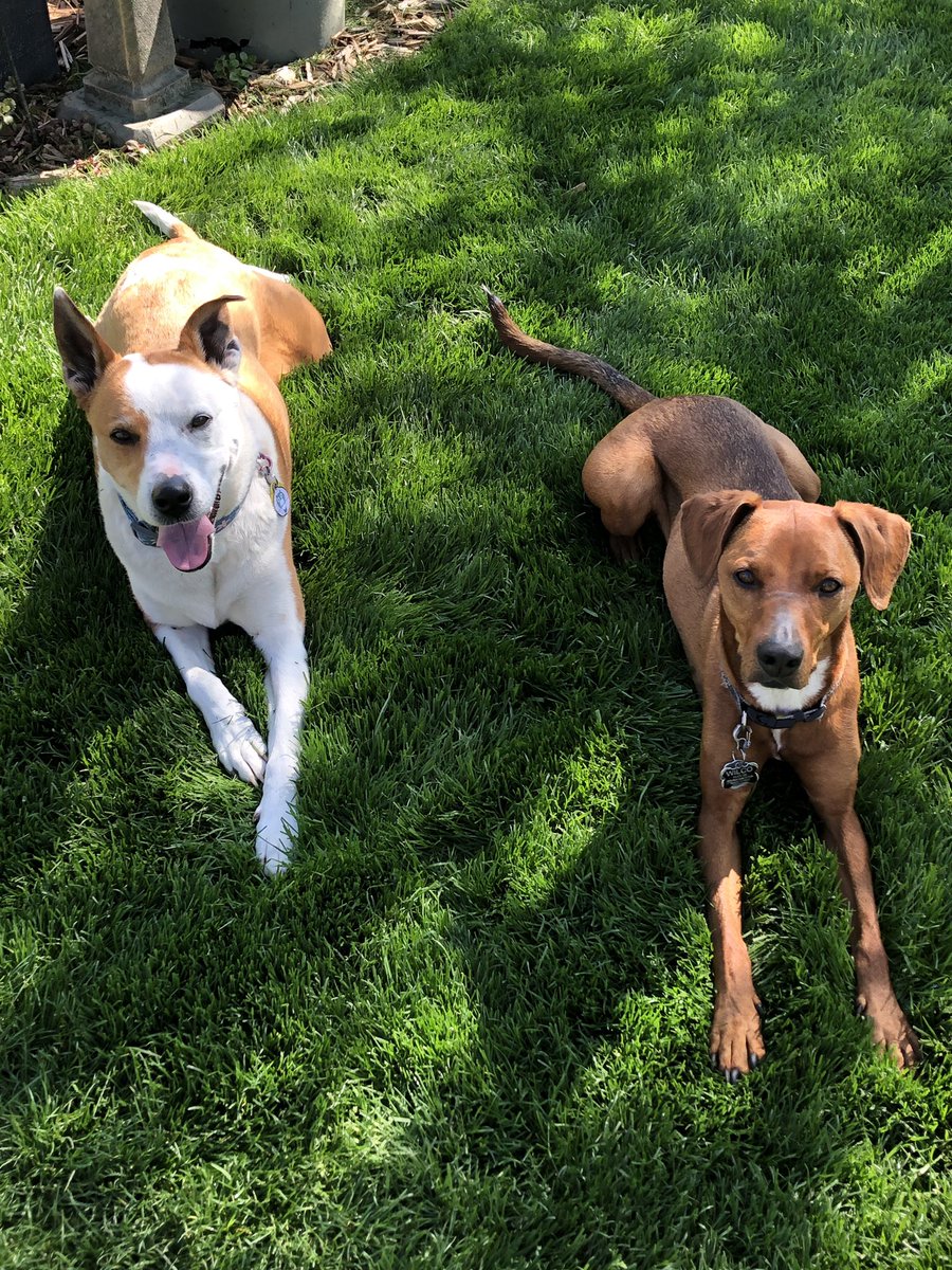 canary_ann's tweet photo. #beon9 #bestfriendsday #bffs 
Maggie and Wilco besties furever! https://t.co/y1tlKM147o
