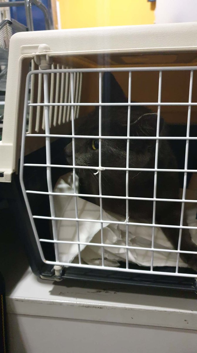 AnimalRescuePL's tweet photo. Bezpańska ciężarna kotka z Góry Kalwarii https://t.co/dTaeevJHmv https://t.co/1Xd6GpAZmf