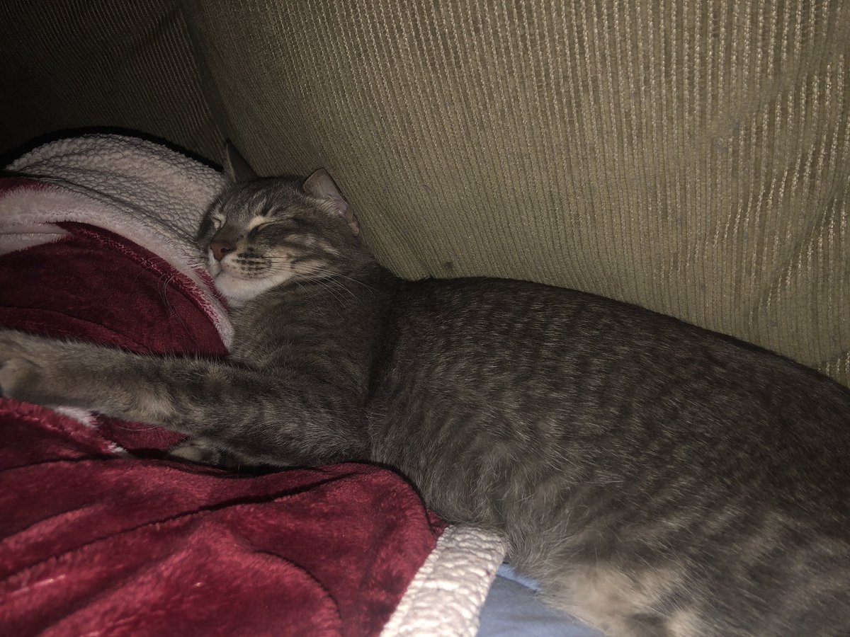 Korbynl's tweet photo. one year ago i drove from columbia to hattiesburg to get my mom a stray one month old kitten. one year later and he’s the most spoiled, loving cat ever https://t.co/6QrTG0G4HQ
