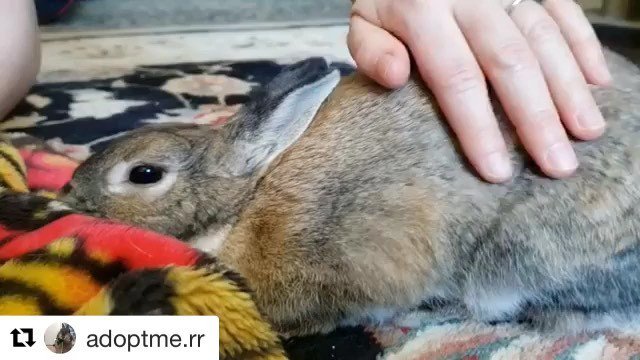 rabbitrescue's tweet photo. #Repost @adoptme.rr ・・・
Little Gigi loves to be pet! She will often stay in "pet me" mode for minutes upon minutes. Adopt this pets-loving girl from https://t.co/3LMMeqYqZ3.
#adoptme #foster #rabbitrescue #rabbits #bunnies #rabbitsofig #rabbitsofins… https://t.co/2AOI7hy4my https://t.co/nvbtPpUu82