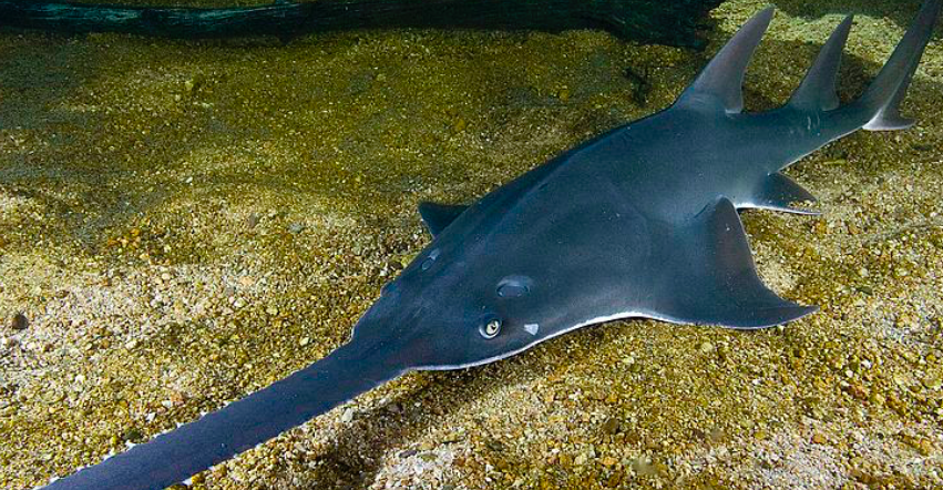 SharkAdvocates's tweet photo. “We have much to learn about the biology of this species, but it is clear that they cross international boundaries, so coordinated protection among the Caribbean countries is crucial,” - Dr. Dean Grubbs of @FSUMarineLab on #SPAWProtocol listing for sawfish https://t.co/mggDGYhUSb https://t.co/csdNNjgKie