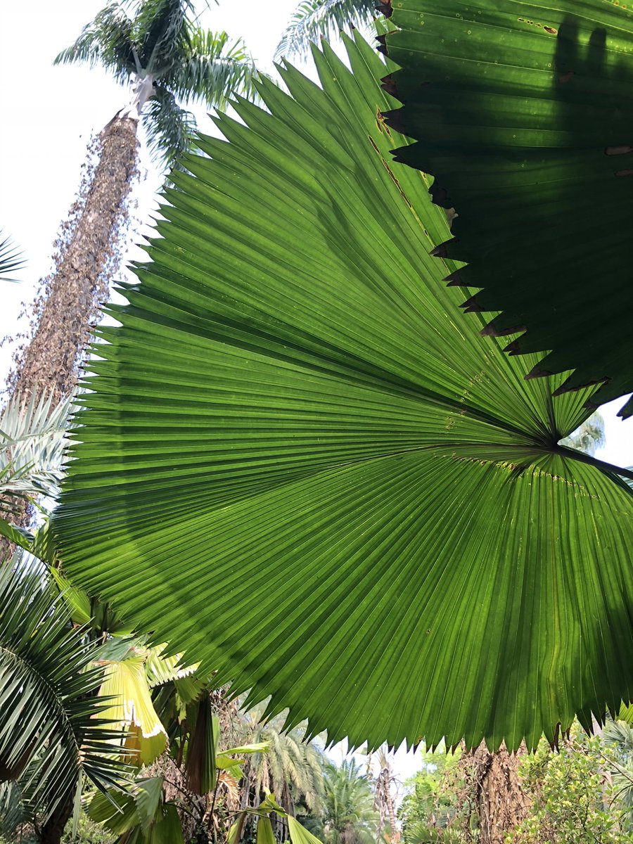 シュロ好きの皆さん、台湾行ったら台北植物園に行ってきて、
棕櫚区があるの
種類は日本のシュロとは違うけど熱帯気候でのびのびとしたシュロの仲間たちがたくさん見れるよ。入場料無料の市民の公園みたいなとこ 