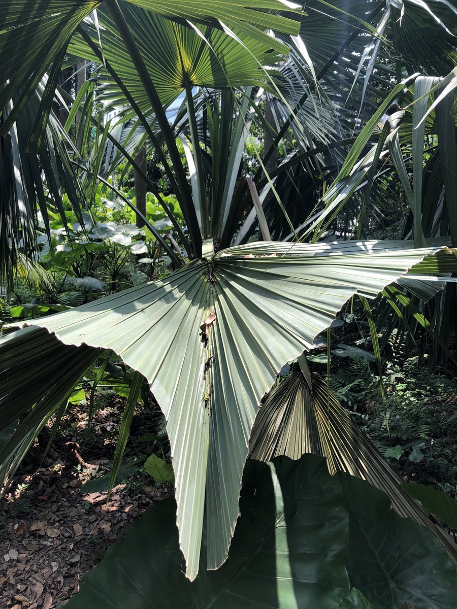 シュロ好きの皆さん、台湾行ったら台北植物園に行ってきて、
棕櫚区があるの
種類は日本のシュロとは違うけど熱帯気候でのびのびとしたシュロの仲間たちがたくさん見れるよ。入場料無料の市民の公園みたいなとこ 