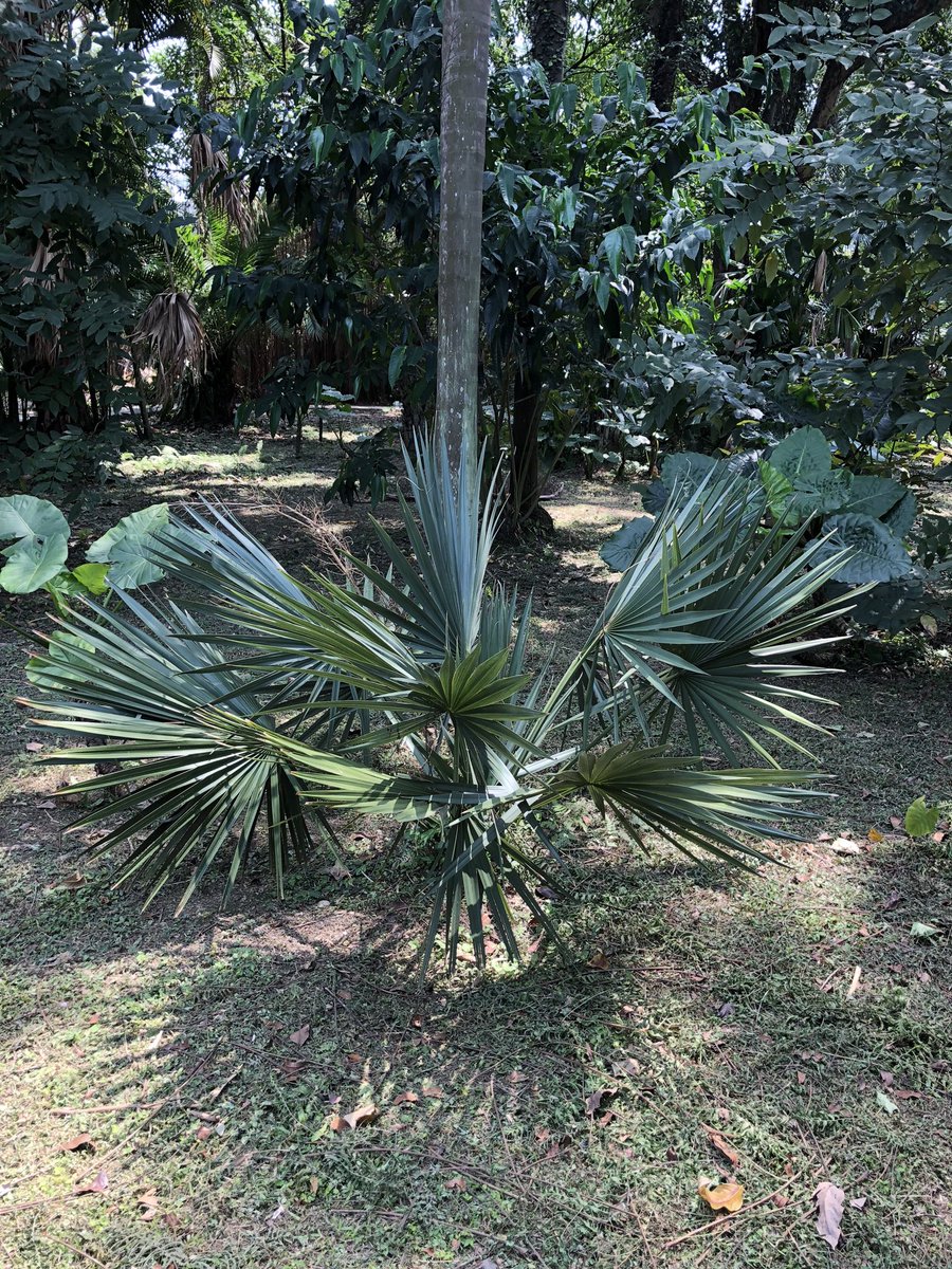シュロ好きの皆さん、台湾行ったら台北植物園に行ってきて、
棕櫚区があるの
種類は日本のシュロとは違うけど熱帯気候でのびのびとしたシュロの仲間たちがたくさん見れるよ。入場料無料の市民の公園みたいなとこ 
