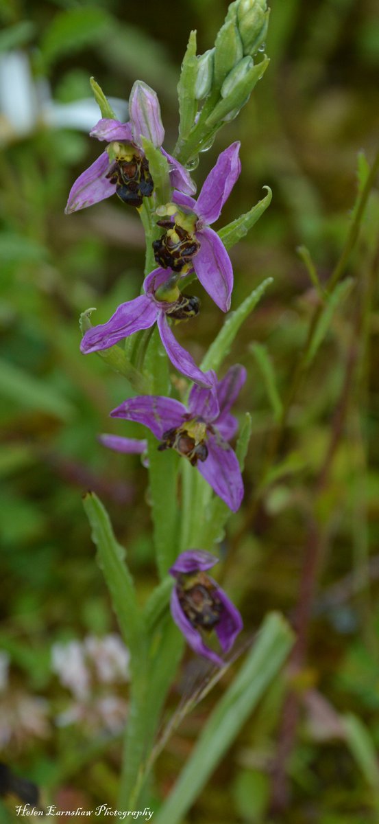 HLEarnshaw's tweet photo. Day 8: Brilliant to see my first Bee Orchids of the year at Brockholes Nature Reserve this morning. Beautiful flower!!! @30DaysWild #30DaysWild @visitBrockholes @Lancswildlife @WildflowersUK https://t.co/03VGlKKQhy