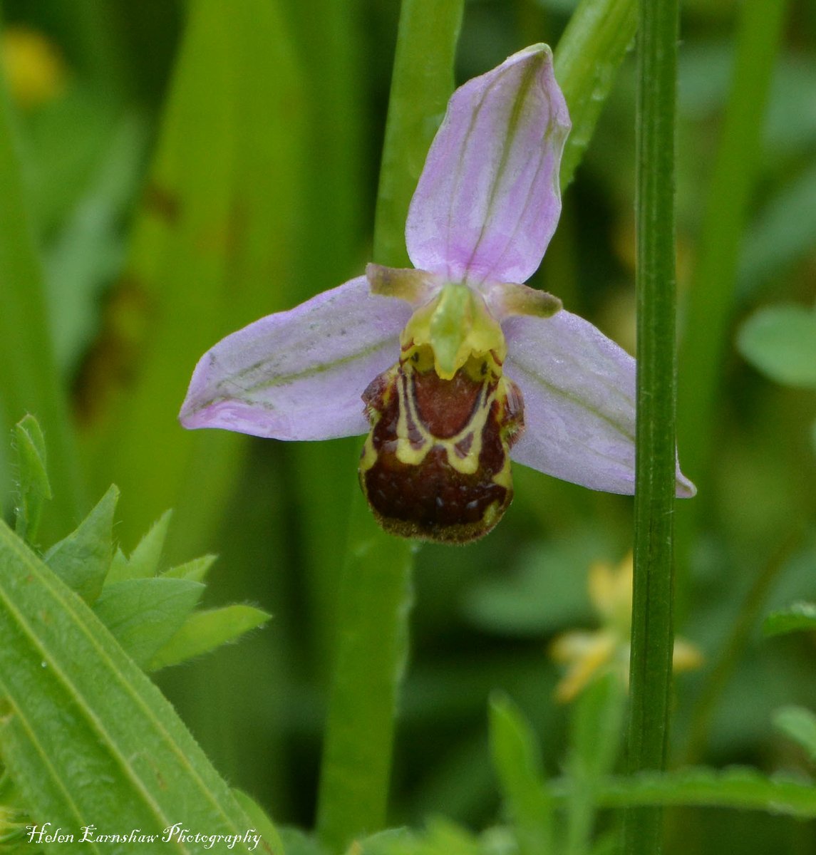 HLEarnshaw's tweet photo. Day 8: Brilliant to see my first Bee Orchids of the year at Brockholes Nature Reserve this morning. Beautiful flower!!! @30DaysWild #30DaysWild @visitBrockholes @Lancswildlife @WildflowersUK https://t.co/03VGlKKQhy