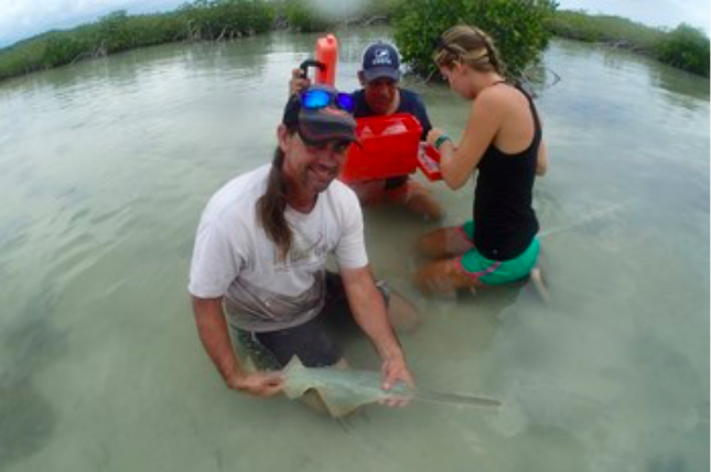 SharkAdvocates's tweet photo. “For this agreement & these listings to have their desired effect, it is imperative that all of the SPAW signatories follow through with their obligations to implement protections for both smalltooth sawfish & largetooth sawfish,” Dr. Dean Grubbs https://t.co/mggDGYhUSb #CEPCOP15 https://t.co/BECvg10ORf