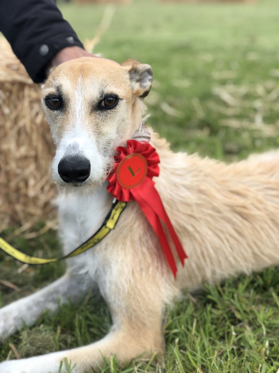 Willow gets the Judge’s vote at Southrop Fete.