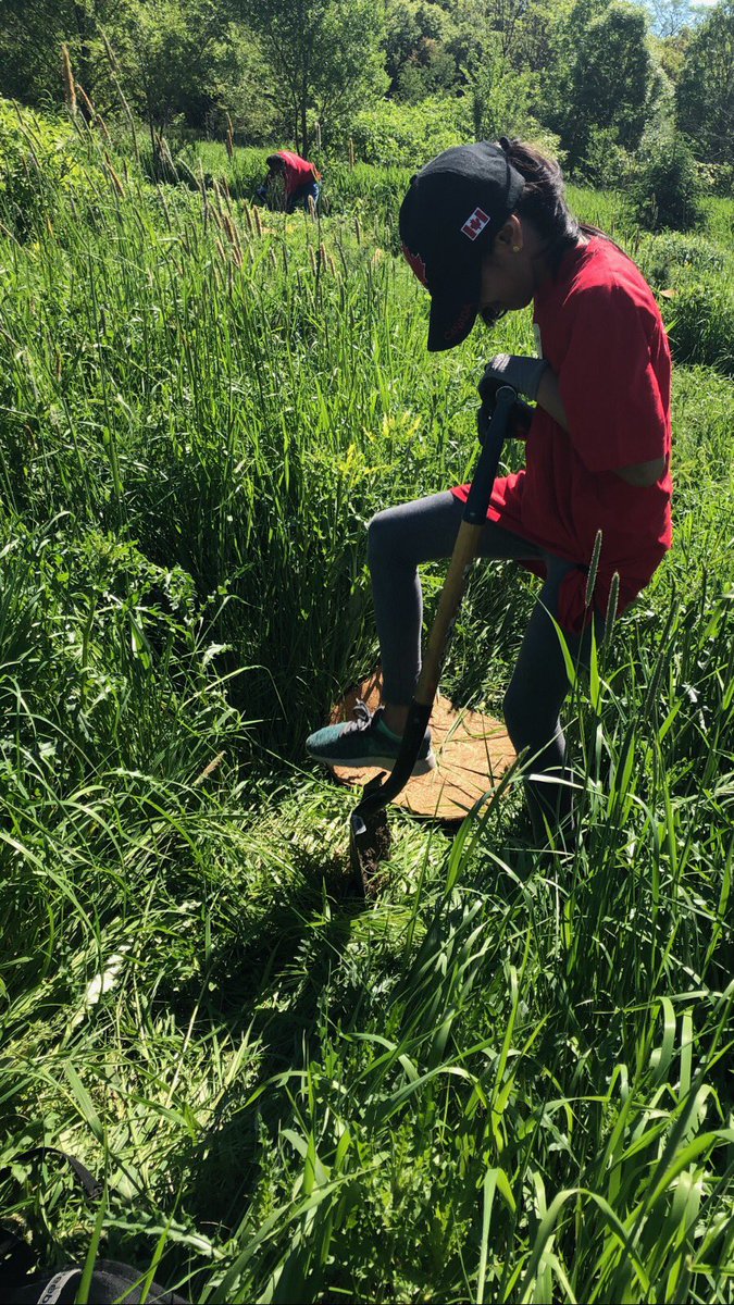 forestscanada's tweet photo. At the Forest Recovery Canada @Rogers #GiveTogether Volunteer Day in Mississauga. 120 Rogers volunteers are here to plant 360 trees &amp; shrubs and perform an invasive pull. Thank you @CVC_CA for partnering with us today! #ForestRC #GiveBack https://t.co/AlUAseZEb4