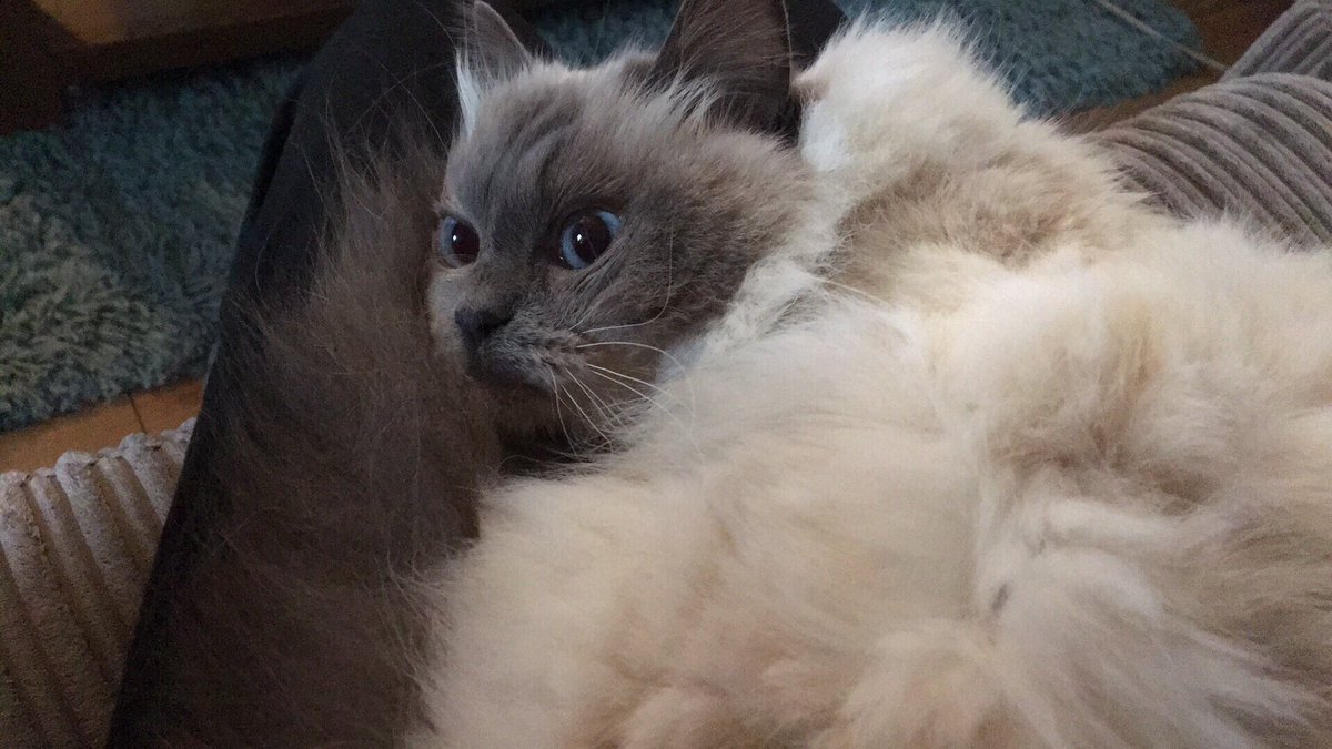 Jessi-cat tweet media