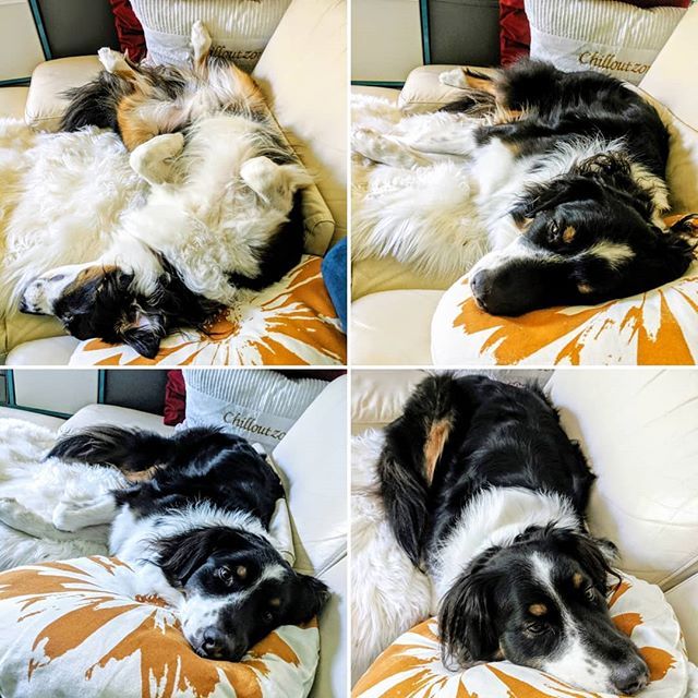 SakurAnisWorld's tweet photo. #happybirthday mein geliebter Schatz 😘🥰😍 #seelenhund #menschenversteher #hundeversteher #superschlau #gemütlich #charakterstark #dickkopf #supersuess #pflegeleicht #supereinfuehlsam #aufpasser #bueroliebling #lebensbereicherung ❤️💝💖 @lohbachs_aus… https://t.co/9XxSDtc8RL https://t.co/kG3xzJCg20